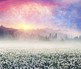 Daffodils at sunrise