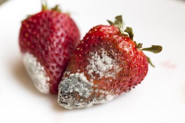 mold on strawberries  