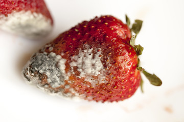 Strawberry with mold  