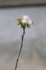 white flowers on tree