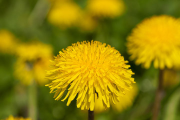 Fototapeta premium flowering plant, close-up 