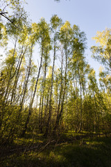 trees in spring  