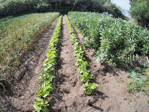 orto con fave, cipolle e patate