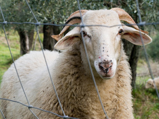 Sheep with horns behind wire fence.