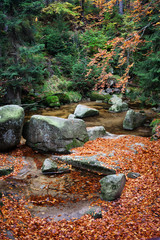 Creek in Autumn Forest