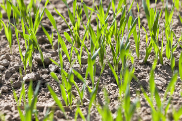 field with cereals 