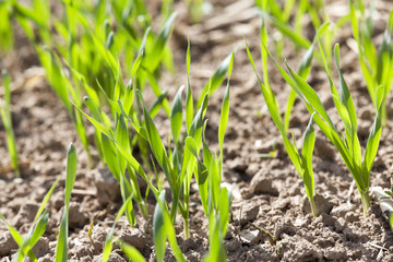 field with cereals  