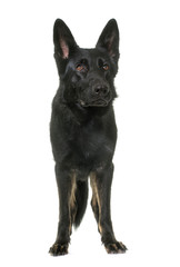 black german shepherd