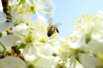 On a sunny day the bee drinks nectar from a flower