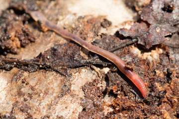 Earthworms on a piece of wood, selective focus