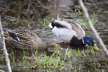 Pair of ducks Entenpaar