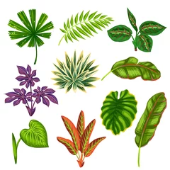 Foto op Aluminium Tropische bladeren Set van gestileerde tropische planten en bladeren. Objecten voor decoratie, ontwerp op reclameboekjes, banners, flayers