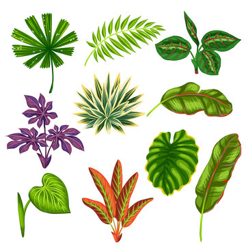 Set of stylized tropical plants and leaves. Objects for decoration, design on advertising booklets, banners, flayers