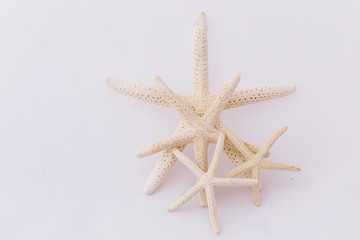 White starfish isolated on white background. Seashell on white background.