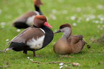 Red-crested Pochard, Netta rufina