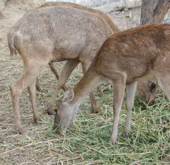 Deer eating grass