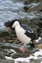 Cormoran géorgien, Leucocarbo georgianus, Base Grytviken, Georgie du Sud