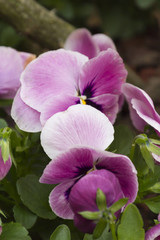 violet in the garden