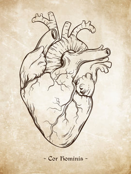 Hand drawn line art  anatomically correct human heart. Da Vinci sketches style over grunge aged paper background. Vintage tattoo design vector illustration. Enscription is latin term "human heart"