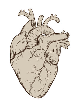 Hand drawn line art  anatomically correct human heart. Isolated over white background. Vintage tattoo design vector illustration. 