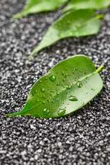 Leaves with drops of water