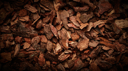 Bark tree texture