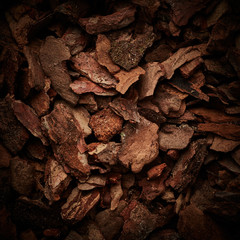 Bark tree background