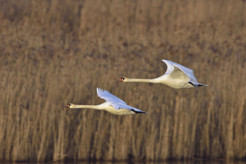 Fliegende Höckerschwäne