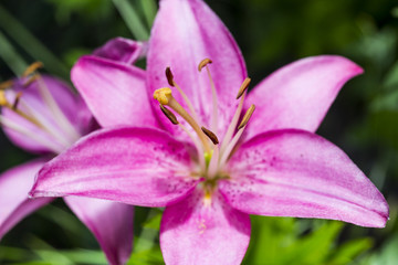 Fototapeta na wymiar Floral Closeup with a Blurred Background