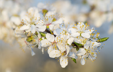 Fototapeta premium Cherry blossoms 