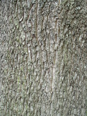 クヌギの樹の幹