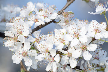 Cherry blossoms
