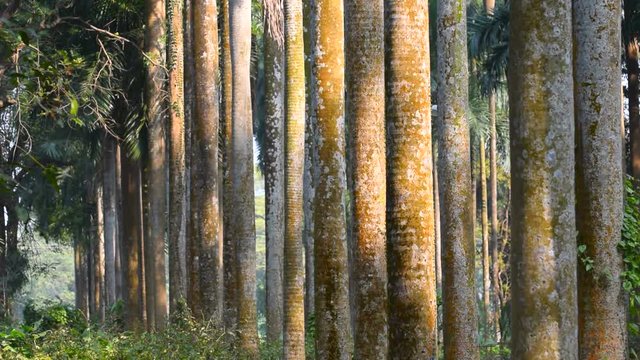 Dry leaves falling from trees, moody winter tree roots backlground, stock footage video, India