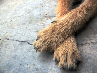 dog foot on floor