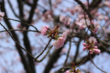 桜の花