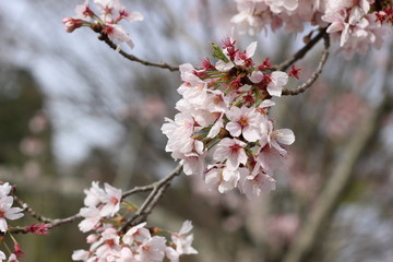 桜の花