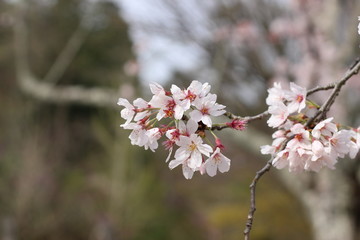 桜の花