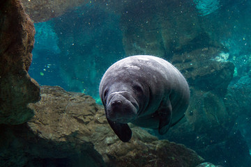 newborn baby manatee close up portrait © Andrea Izzotti
