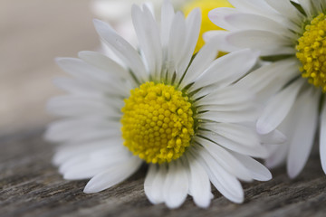 Obraz premium white daisies in spring