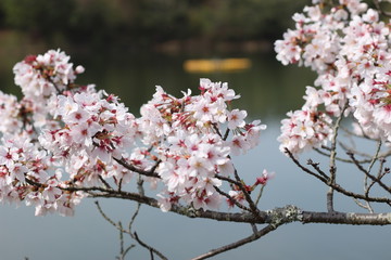 桜の花