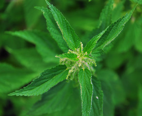 juicy green leaves of nettle on the dark background