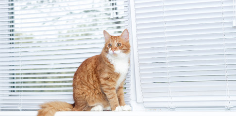 red cat on window