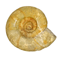 Ammonit, lithacoceras evolutum, qu.