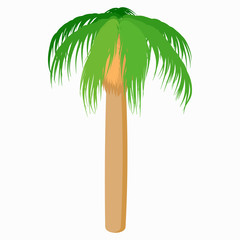 Palm tree icon, cartoon style