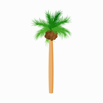 Cocos palm tree icon, cartoon style