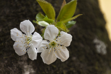 white flower on tree