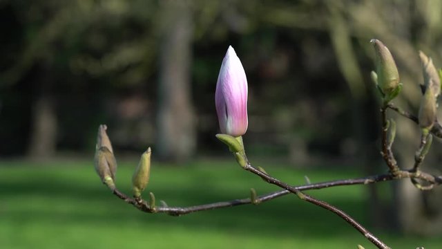 einzelne Magnolienbl&uuml;te im Park - Fr&uuml;hling