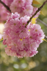 pink flower on tree in spring