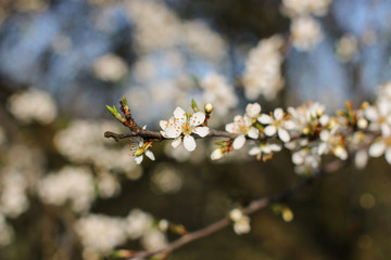 Hawthorn