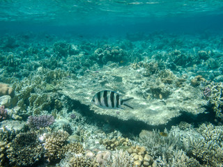Naklejka na ściany i meble ein Scherensch​wanz-Serga​nt schwimmt in einem Korallenriff